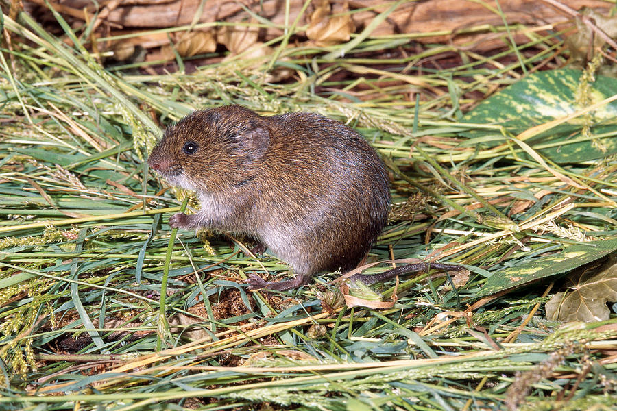 Meadow Vole Photograph by John Mitchell