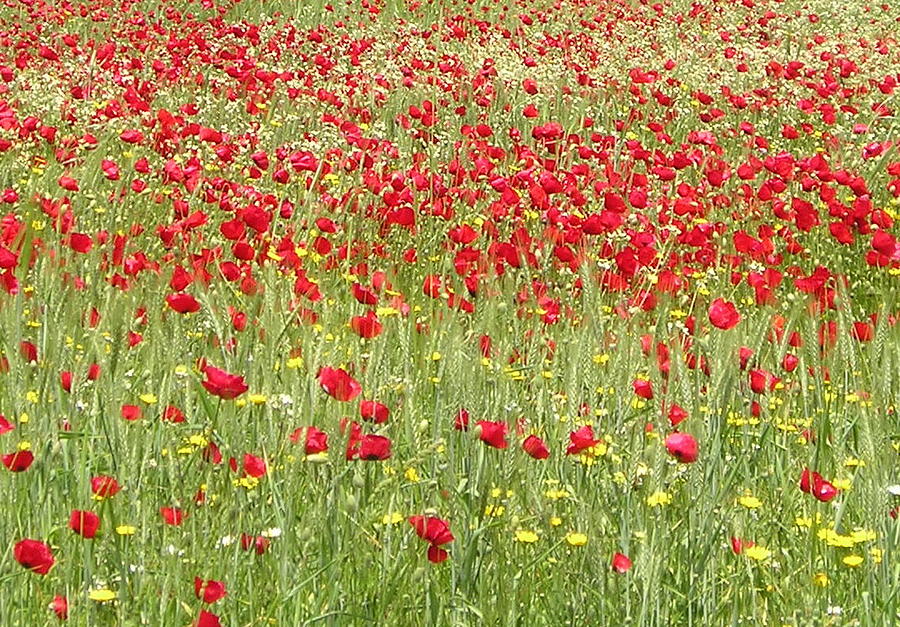 Meadow With Beautiful Bright Red Poppy Flowers  Photograph by Taiche Acrylic Art