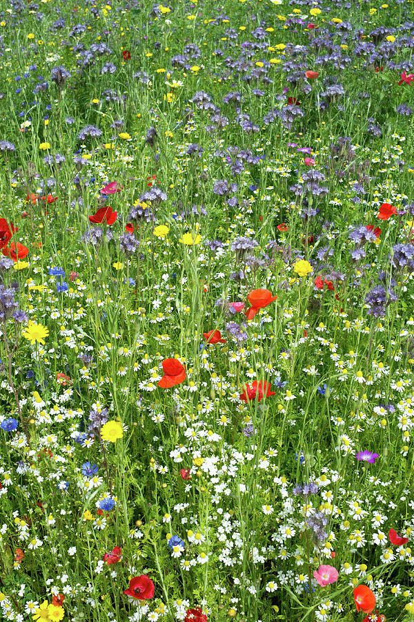 Meadow With Wild Flowers Photograph by Ictor