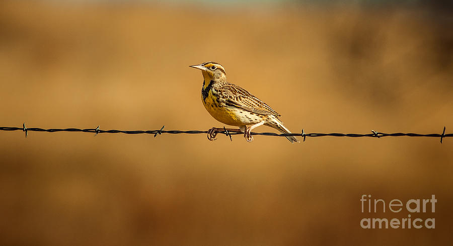 Wildlife Photograph - Meadowlark And Barbed Wire by Robert Frederick