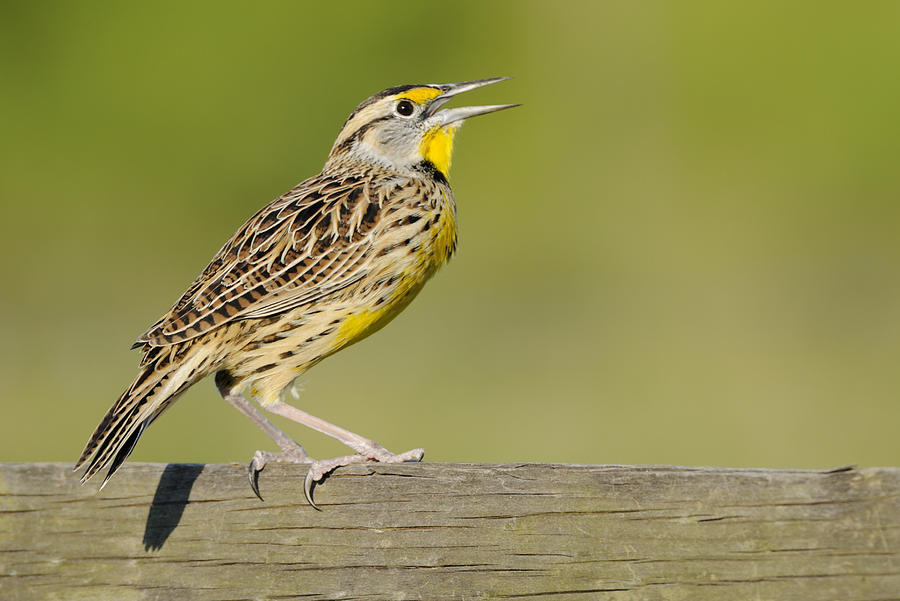 Meadowlark calling from a fence Photograph by Bradford Martin