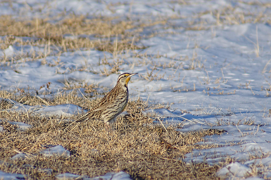Meadowlark in Winter Photograph by Alan Hutchins