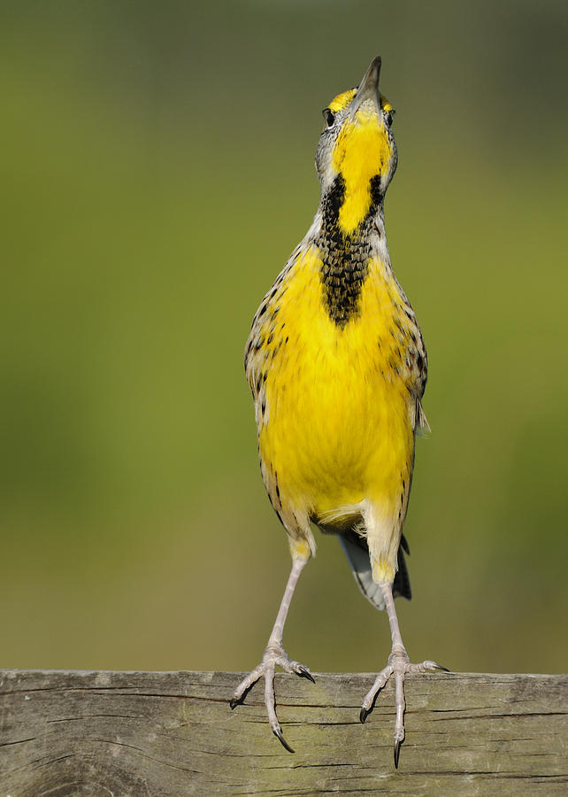 Meadowlark looking at you Photograph by Bradford Martin