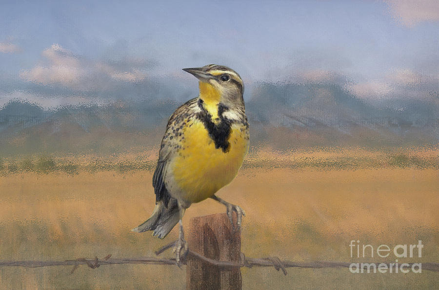 Yellow Bird Mixed Media - Meadowlark on the Fence 1 by Kathryn Yoder