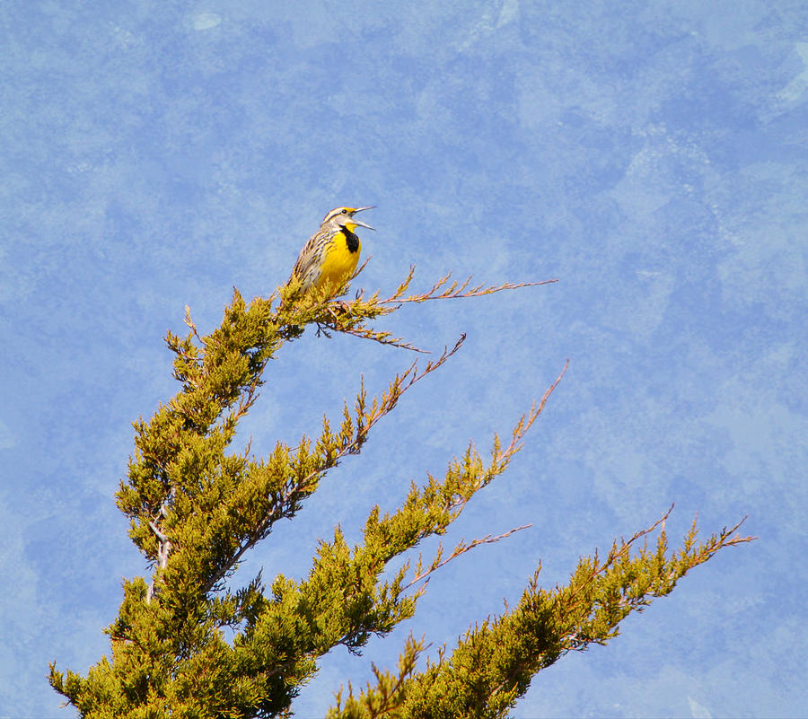 Meadowlark Serenade Photograph by Deena Stoddard