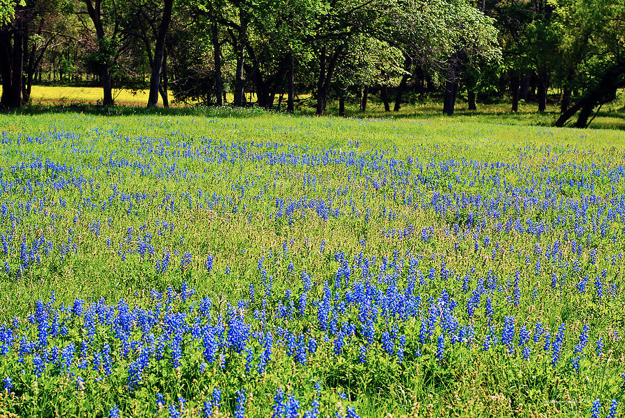 Meadows of Blue and Yellow. Texas Wildflowers Photograph by Connie Fox