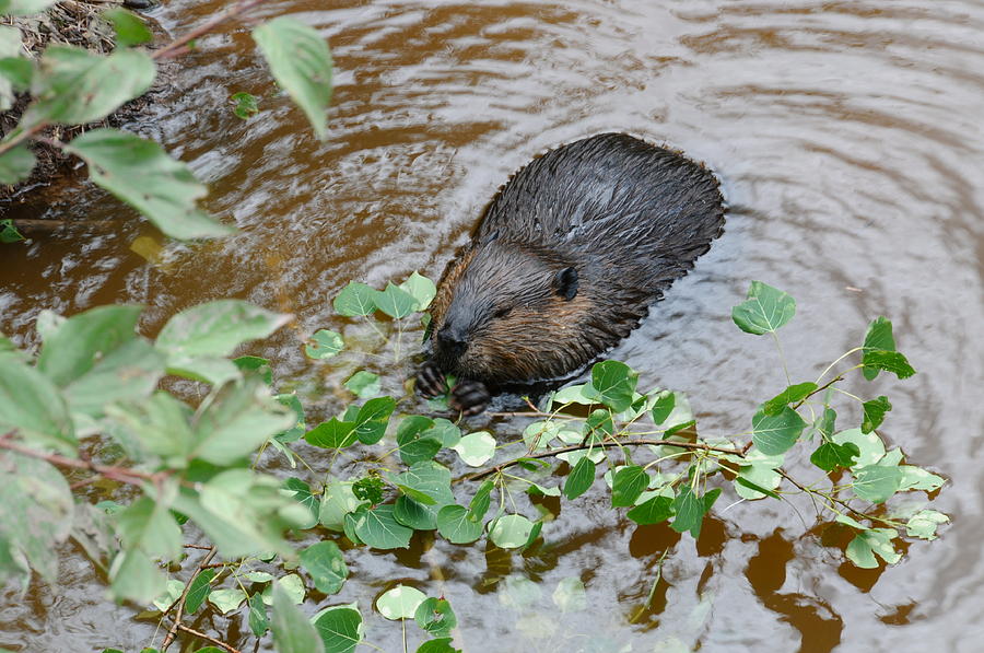 Beaver Photograph - Meal time with the Beaver by Sandra Updyke