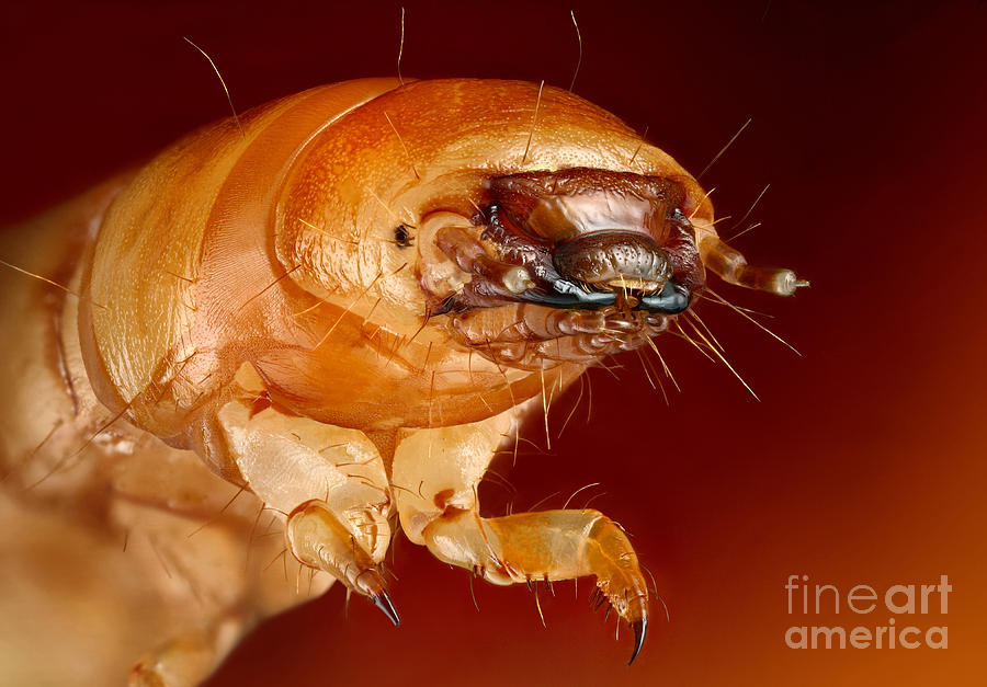 Animal Photograph - Mealworm Beetle Larva by Matthias Lenke
