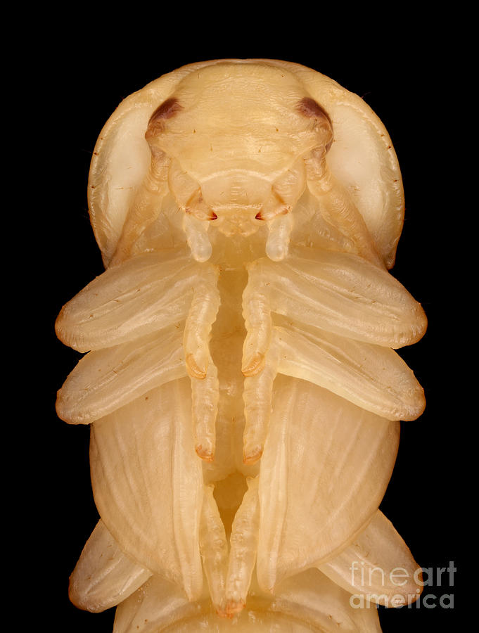 Animal Photograph - Mealworm Beetle Pupa by Matthias Lenke