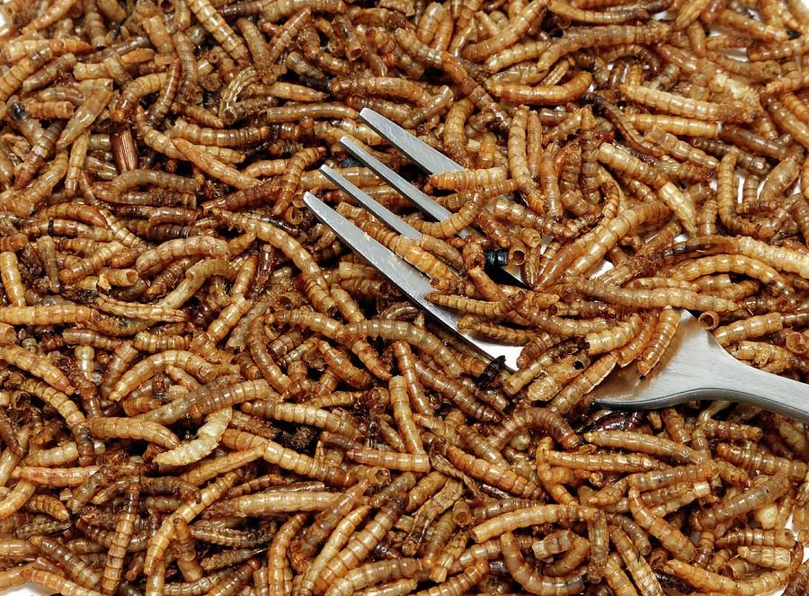 Mealworm With A Fork Photograph by Victor De Schwanberg