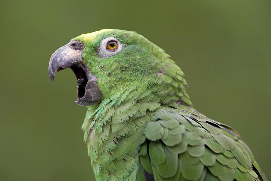 Mealy Parrot Amazona Farinosa Calling Photograph by Ingo Arndt Mealy Parrot Amazona Farinosa Calling Photograph by Ingo Arndt