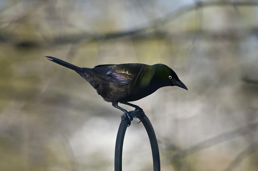 Mean Mr. Grackle Photograph by Ross Powell