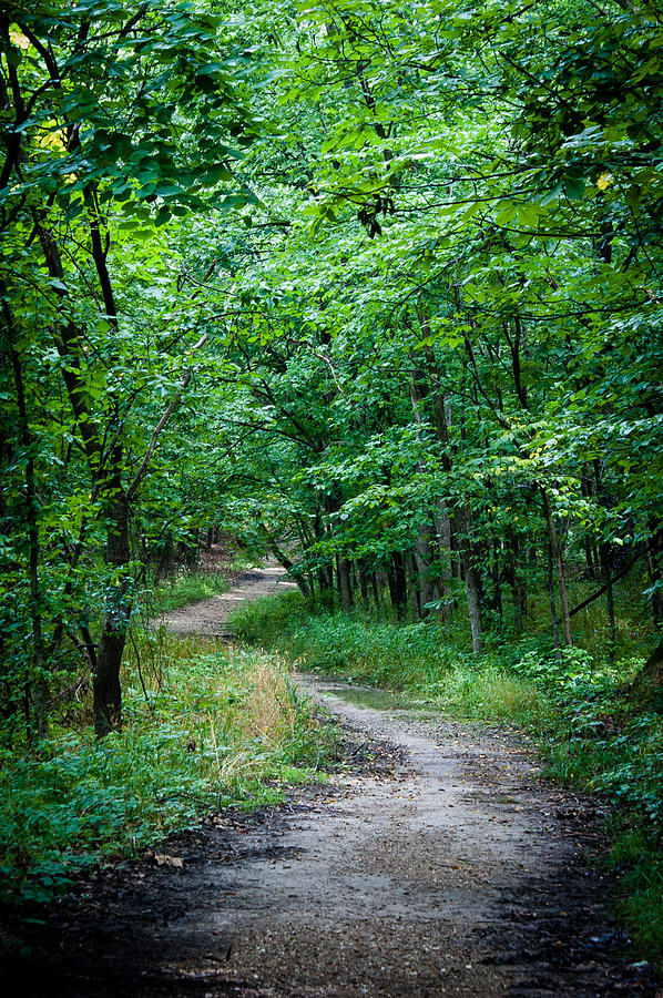 Meandering Path Photograph by Wayne Meyer