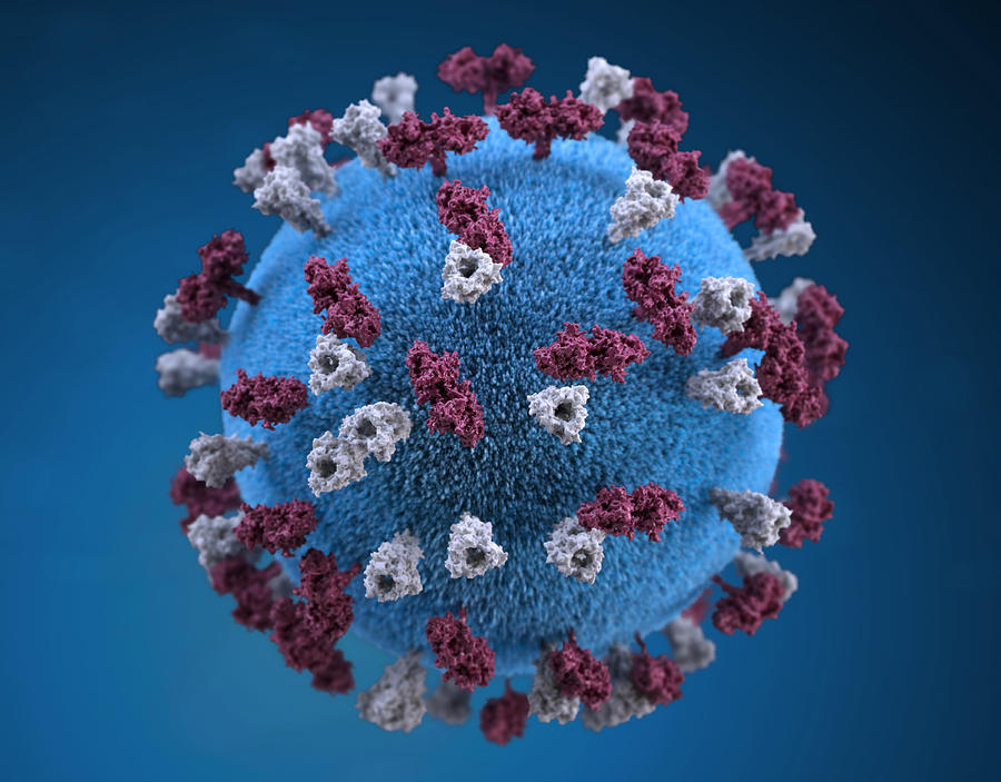 Measles Virus, 3d Model Photograph by Science Source