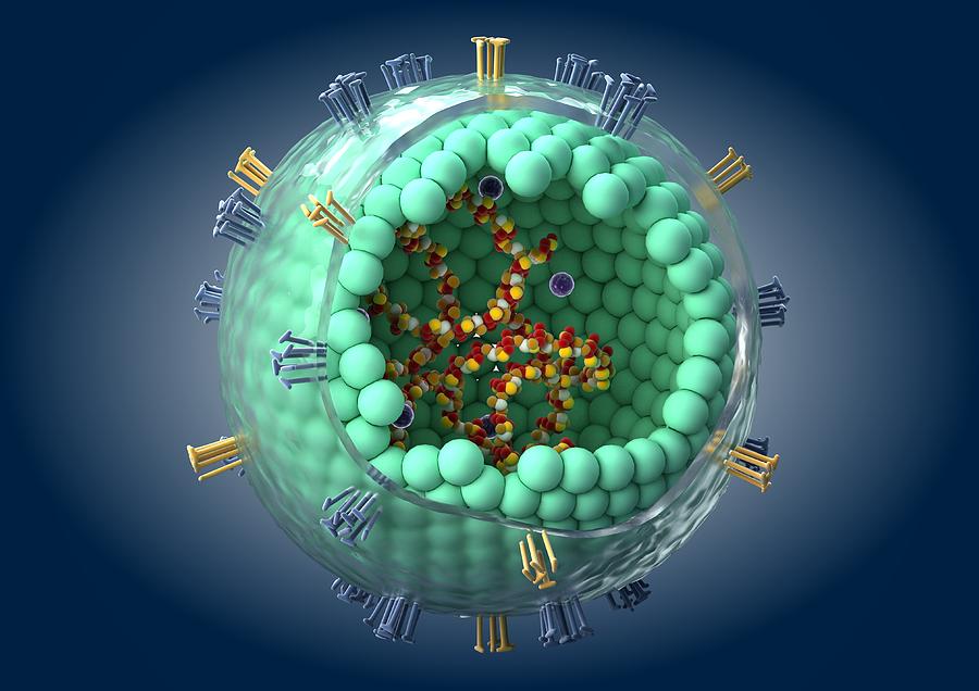 Biochemical Photograph - Measles virus particle, artwork by Science Photo Library
