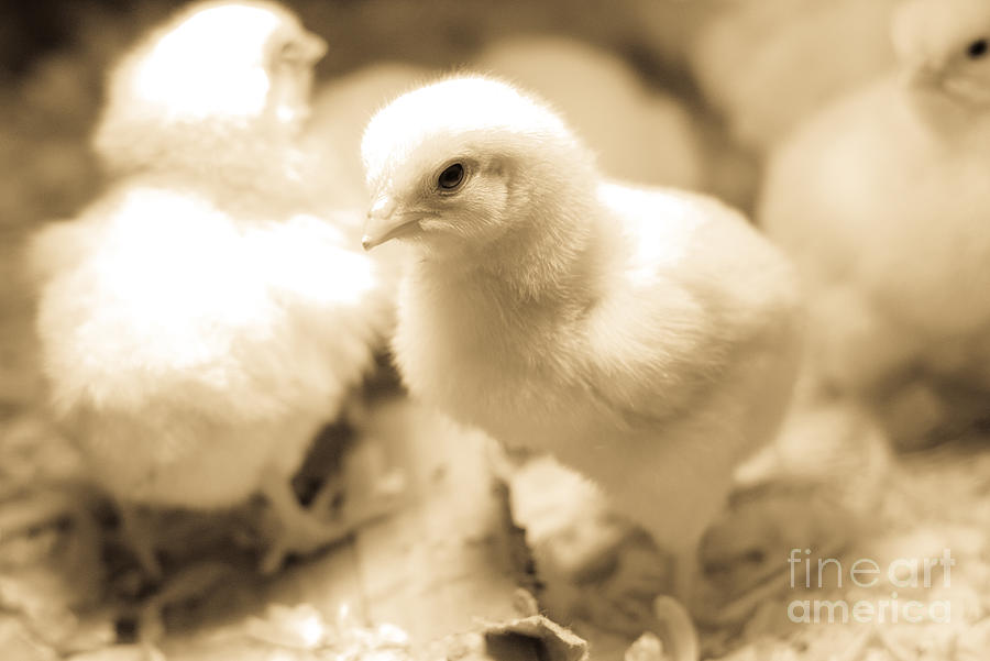 Meat Chicks Photograph by Cheryl Baxter