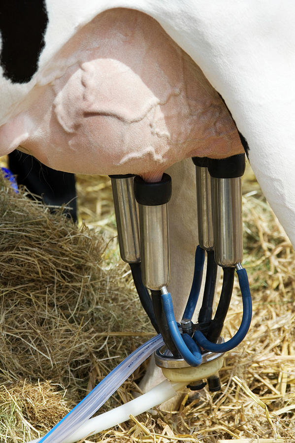 Mechanical Milking Of A Cow by Steve Allen/science Photo Library