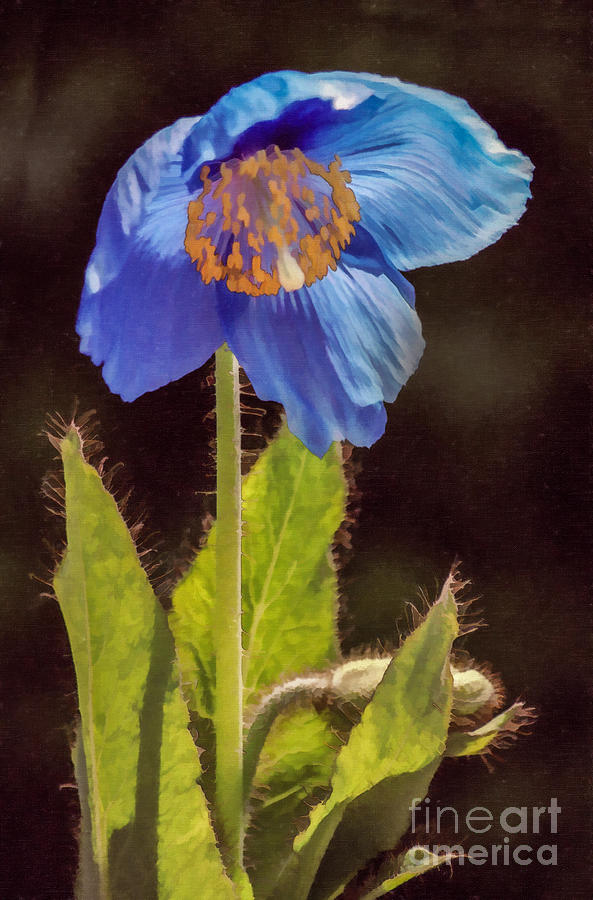Meconopsis Himalayan Blue Poppy Digital Art by Liz Leyden