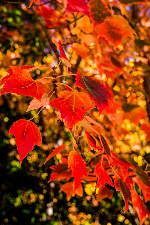 Medford Maple Color Photograph by Mick Anderson - Fine Art America