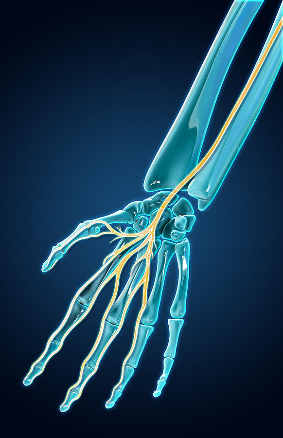 Median Nerve, Illustration Photograph by Evan Oto Pixels