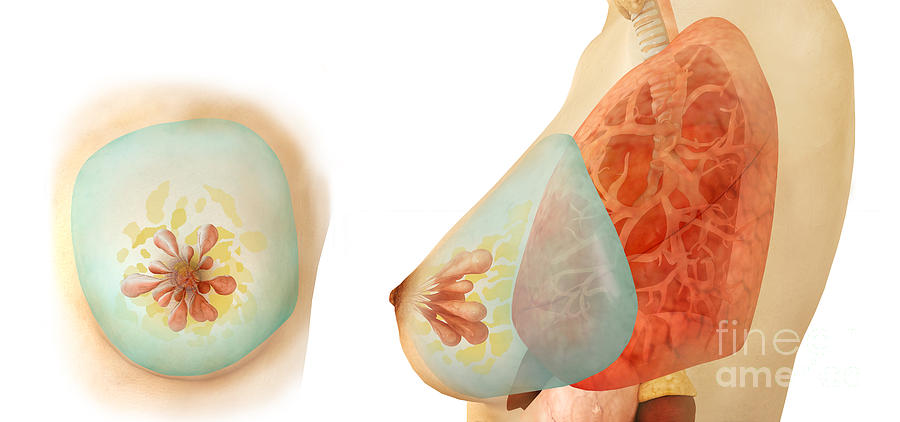 Medical Illustration Of Female Breast Digital Art by Stocktrek Images