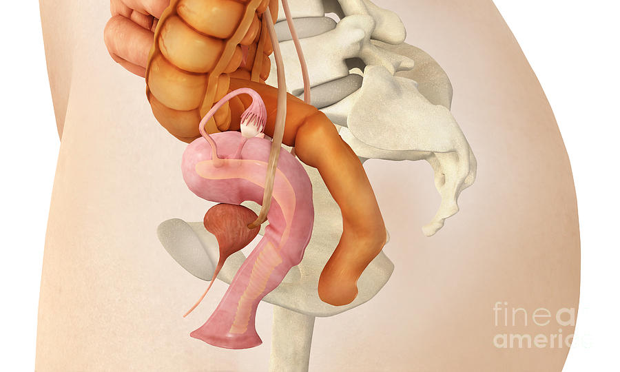 Bowel Digital Art - Medical Illustration Of Female Genital by Stocktrek Images