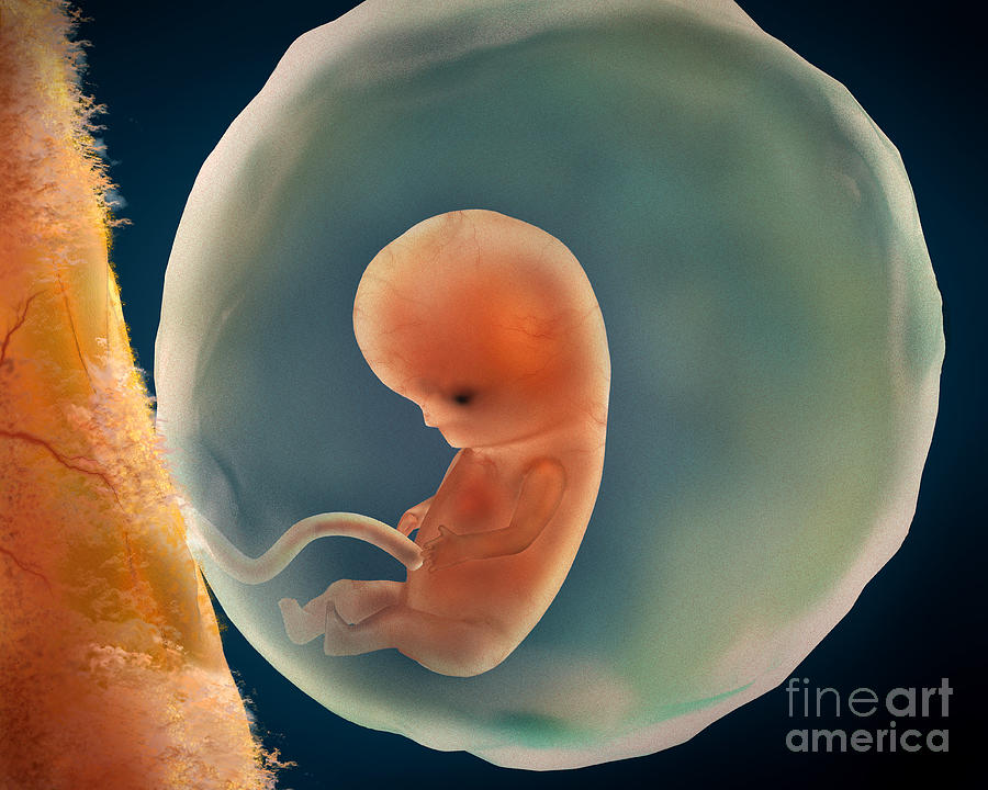 Medical Illustration Of Fetus Digital Art