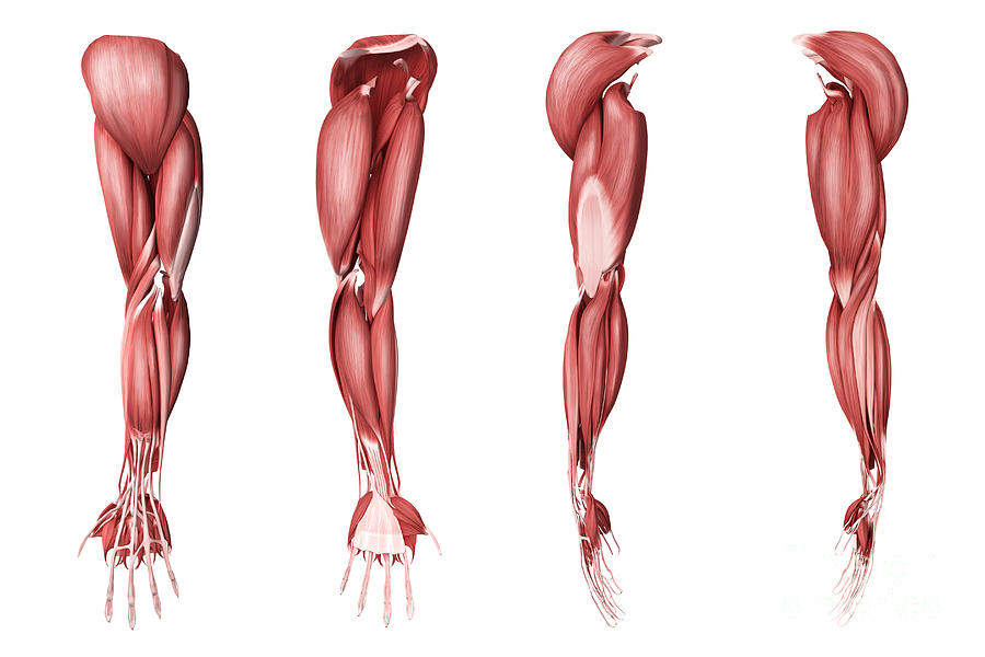 Medical Illustration Of Human Arm Digital Art by Stocktrek Images