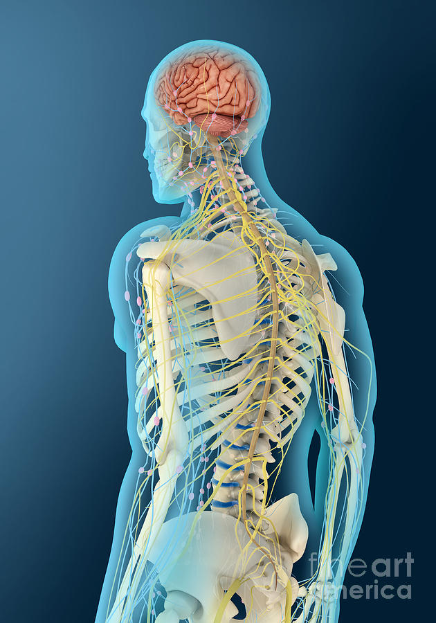 Skeleton Digital Art - Medical Illustration Of Human Brain by Stocktrek Images