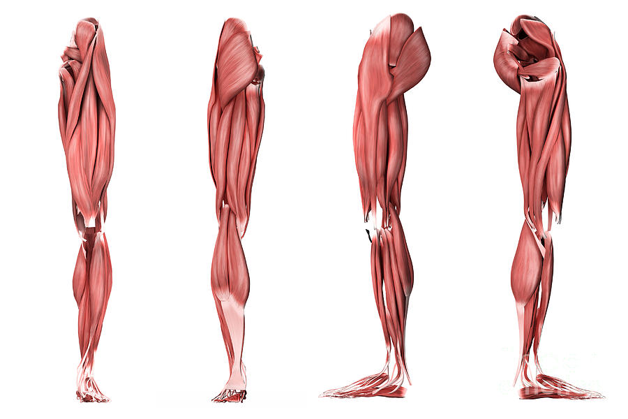 Medical Illustration Of Human Leg Digital Art by Stocktrek Images