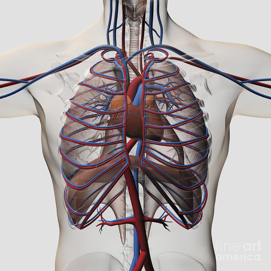 Medical Illustration Of Male Chest Digital Art by Stocktrek Images