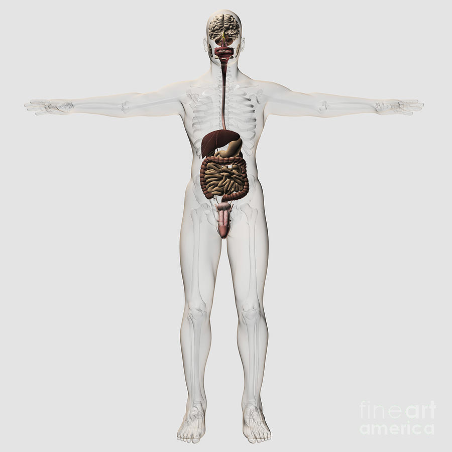 Medical Illustration Of Male Digestive Digital Art by Stocktrek Images