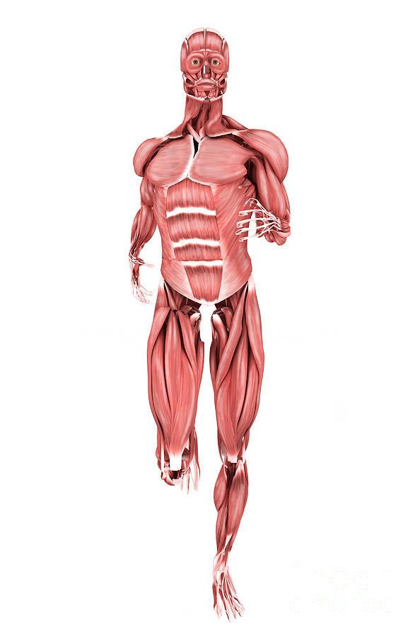 Medical Illustration Of Male Muscles Digital Art by Stocktrek Images