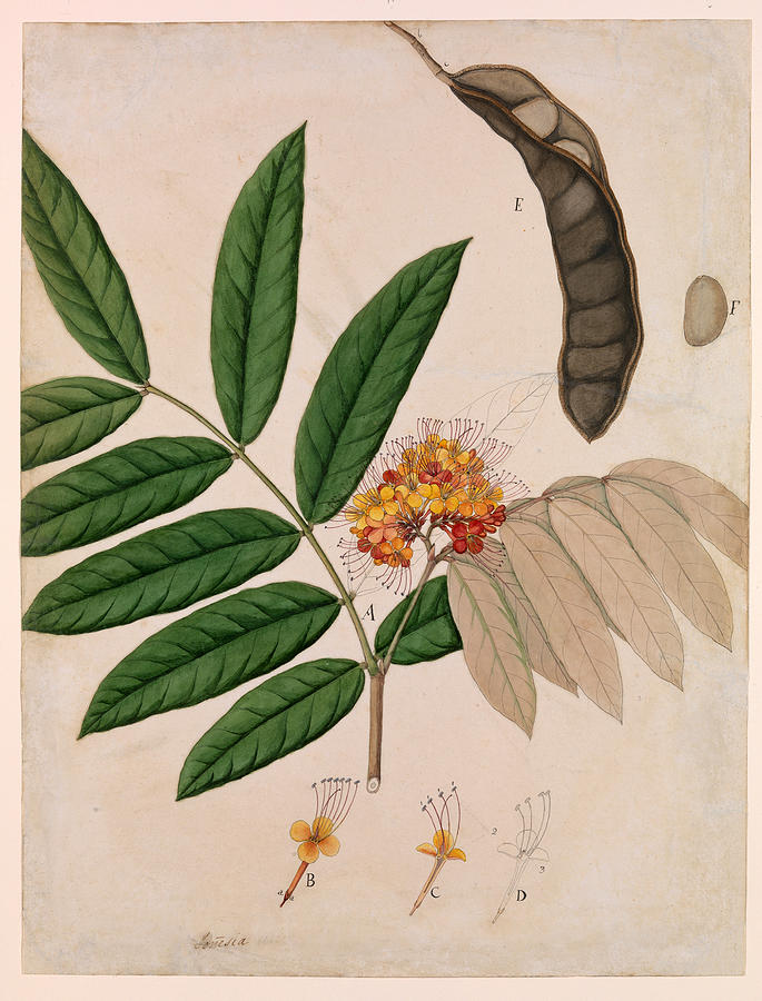 Medicinal Ashoka Tree Flower, 19th Painting by Metropolitan Museum of Art