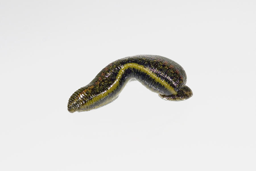Medicinal Leech Photograph by Science Stock Photography