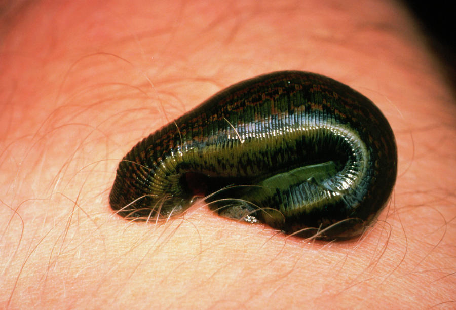 Hirudinea Leech Anatomy