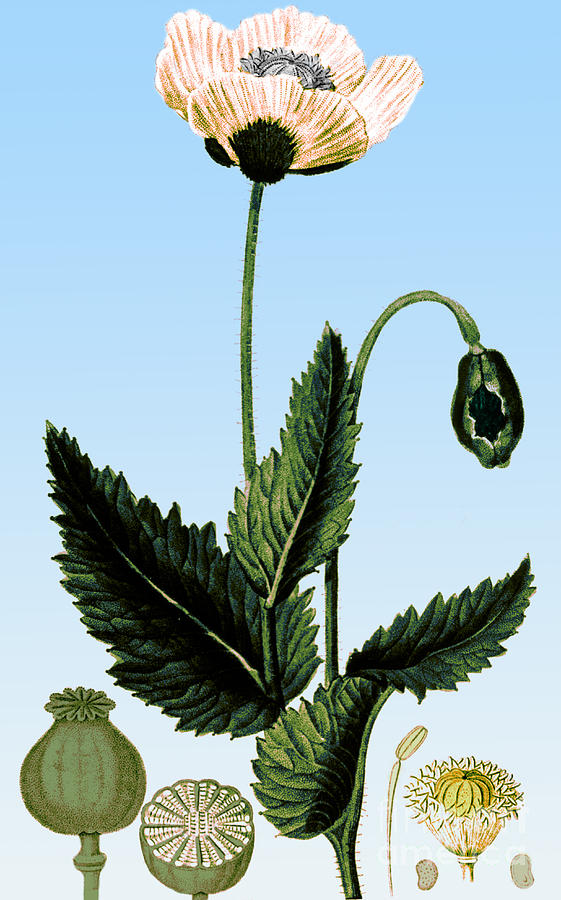 Medicinal Plant-Poppy 1815 Photograph by Science Source