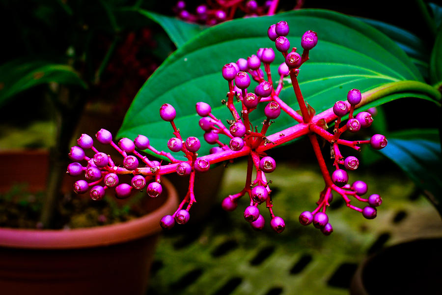 Medinilla Photograph - Medinilla Singapore Flower by Donald Chen Medinilla Photograph - Medinilla Singapore Flower by Donald Chen