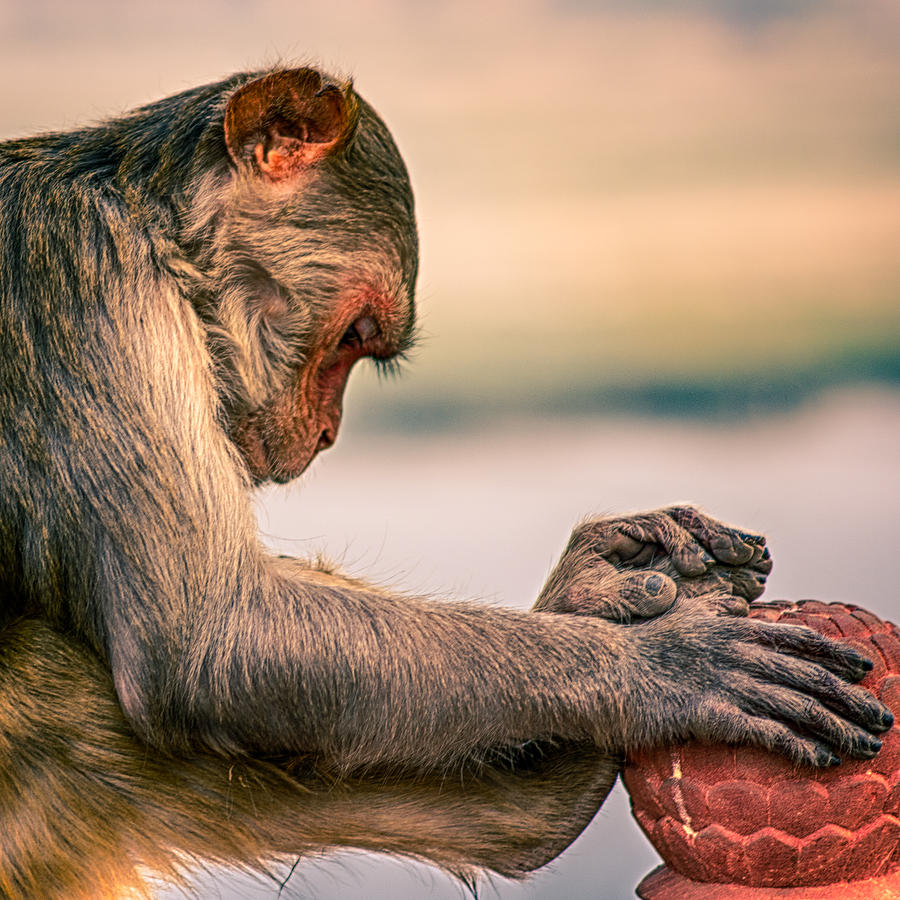 Meditating Monkey Photograph by Scott Wyatt