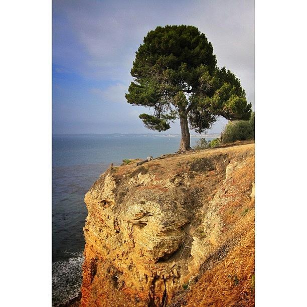 Nature Seekers Photograph - Meditation Tree | Palos Verdes by Tyler Rice
