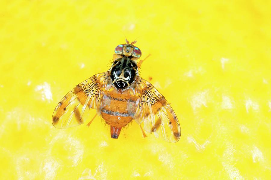 Mediterranean Fruit Fly Photograph by Scott Bauer/us Department Of Agriculture/science Photo Library