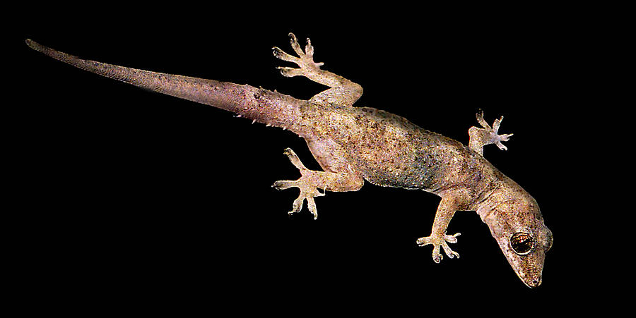 Mediterranean Gecko. Photograph by Chris  Kusik