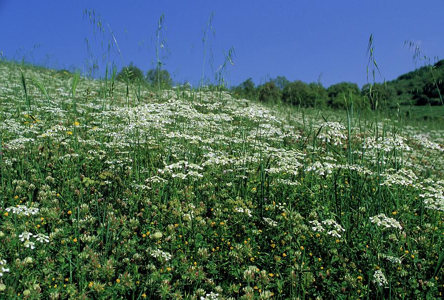 Mediterranean Hartwort (tordylium Apulum) Photograph by Science Photo Library Mediterranean Hartwort (tordylium Apulum) Photograph by Science Photo Library