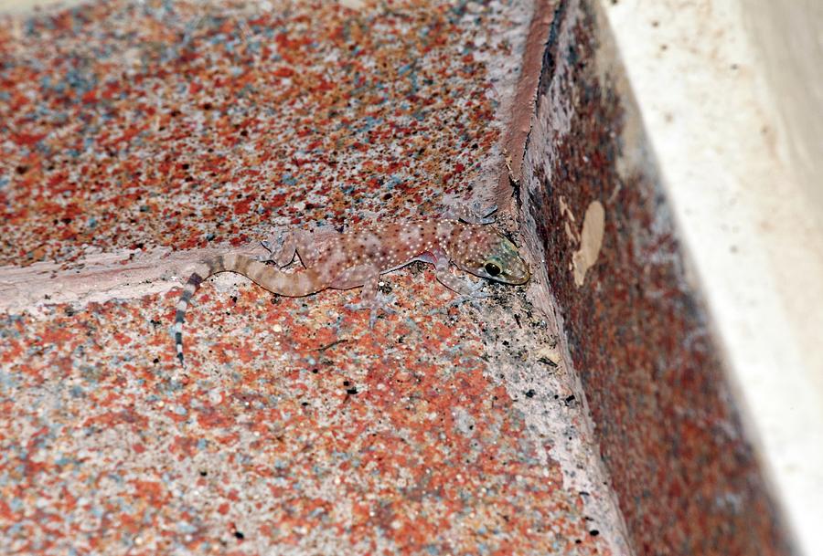 Mediterranean House Gecko On A Wall Photograph by Bob Gibbons