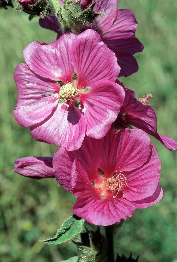 Mediterranean Mallow (lavatera Olbia) Photograph by Science Photo Library Mediterranean Mallow (lavatera Olbia) Photograph by Science Photo Library
