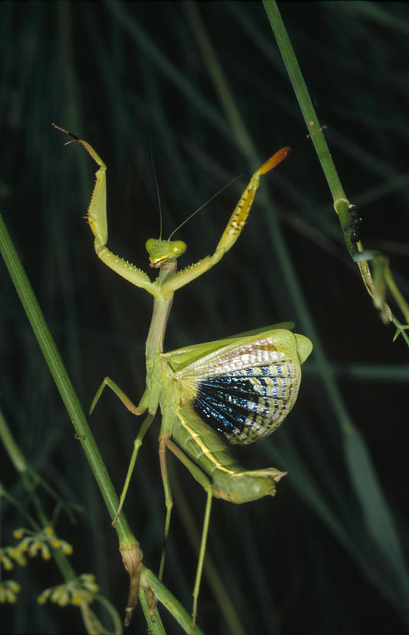 Mediterranean Mantis Female Photograph by Konrad Wothe