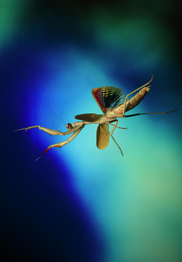 Mediterranean Mantis (iris Oratoria) Photograph by Dr. John Brackenbury ...