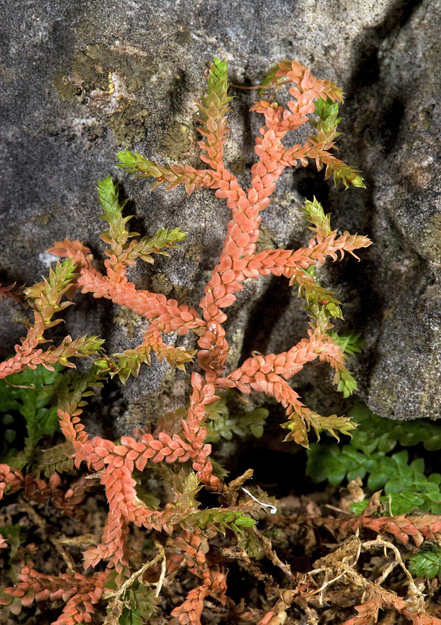 Mediterranean Selaginella Photograph by Science Photo Library Mediterranean Selaginella Photograph by Science Photo Library