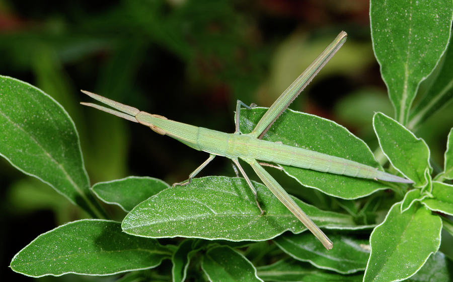 Mediterranean Slant-faced Grasshopper Photograph by Nigel Downer