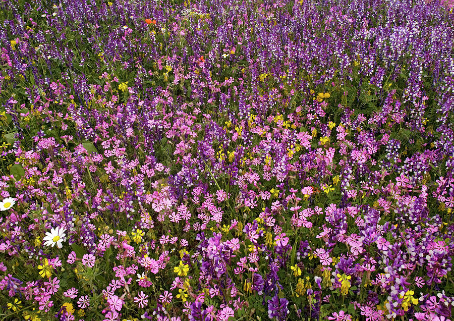 Mediterranean Spring Flowers Photograph by Bob Gibbons/science Photo ...